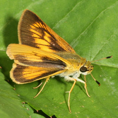 Delaware Skipper ♀