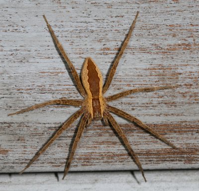 Pisauridae : Nursery Web Spiders
