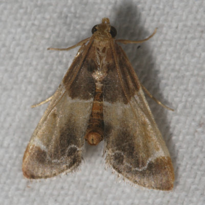 Hodges#5510 * Meal Moth * Pyralis farinalis