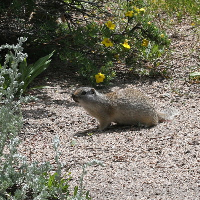 Wyoming Ground Squirrel