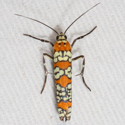 Hodges#2401 * Ailanthus Webworm Moth * Atteva punctella