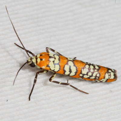 Hodges#2401 * Ailanthus Webworm Moth * Atteva punctella