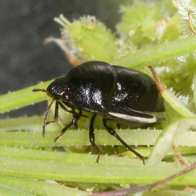 Thyreocoridae : Ebony Bugs
