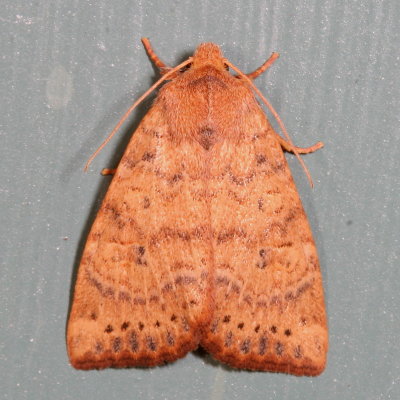 Noctuidae : Cucullinae Moths : 9873 - 10217