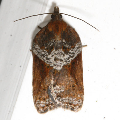 Hodges#3506 * Acleris macdunnoughi