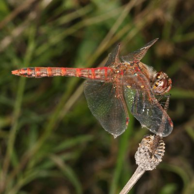 Variegated Meadowhawk