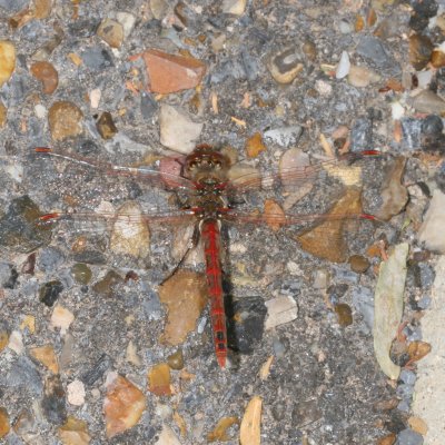 Variegated Meadowhawk