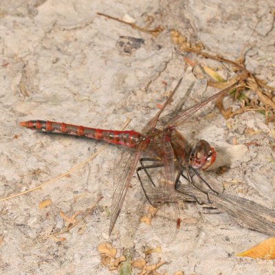 Variegated Meadowhawk