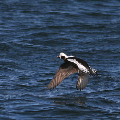 Long-tailed Duck ♂