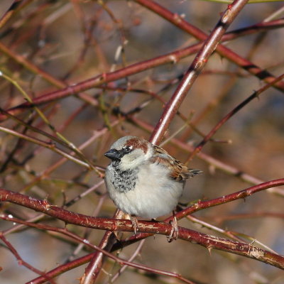 Adult ♂ going into breeding plumage