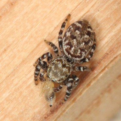 Pelegrina galathea * Peppered Jumper