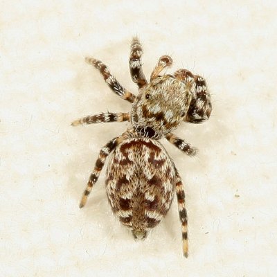 Pelegrina galathea * Peppered Jumper