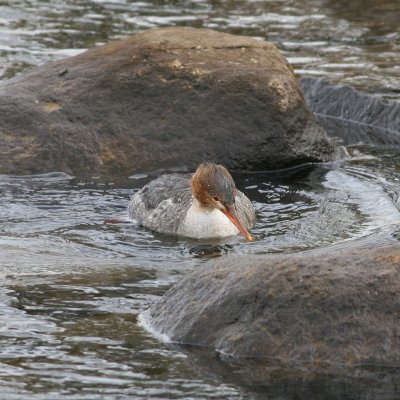 Red-breasted Merganser ♀