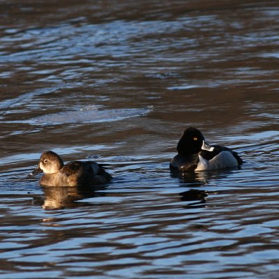 Ring-necked Duck ♀ & ♂