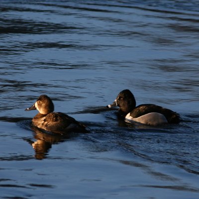 Ring-necked Duck ♀ & ♂