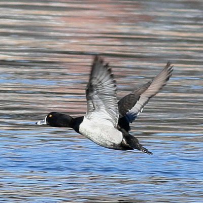 Ring-necked Duck ♂