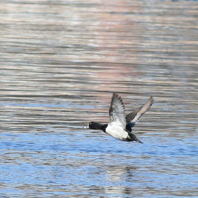 Ring-necked Duck ♂