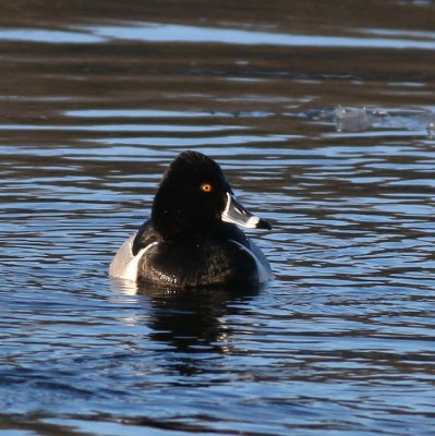 Ring-necked Duck ♂