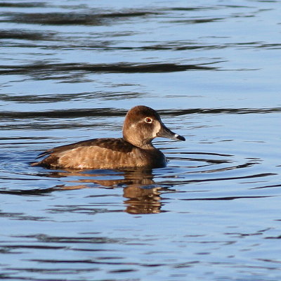 Ring-necked Duck ♀