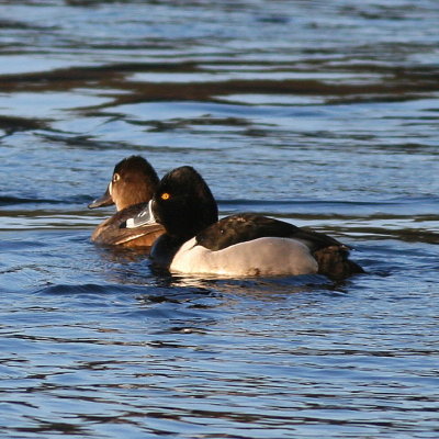 Ring-necked Duck  ♀ & ♂