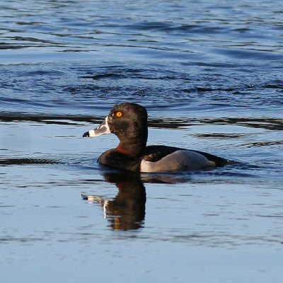 Ring-necked Duck ♂