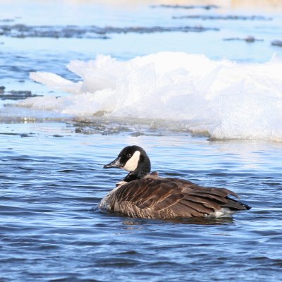 Canada Goose