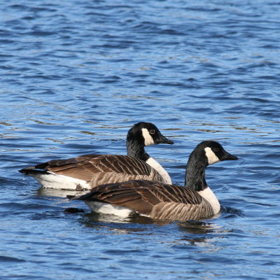 Canada Geese