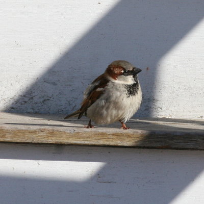 Adult ♂ going into breeding plumage