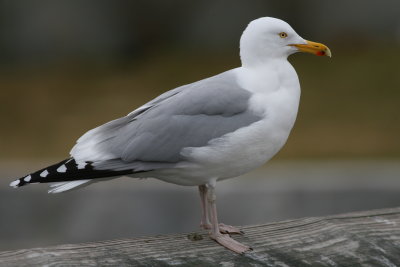Herring Gull / Adult breeding