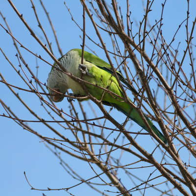 Clipping a twig for the nest.