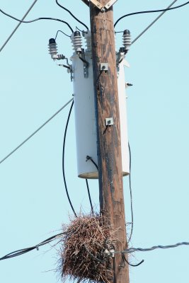 The nest at a busy intersection.