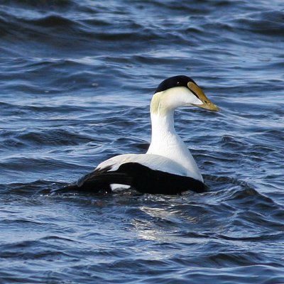 Common Eider ♂