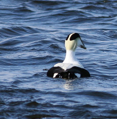 Common Eider ♂