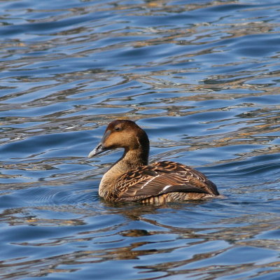 Common Eider / Breeding ♀