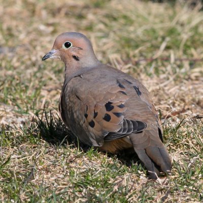 Mourning Dove