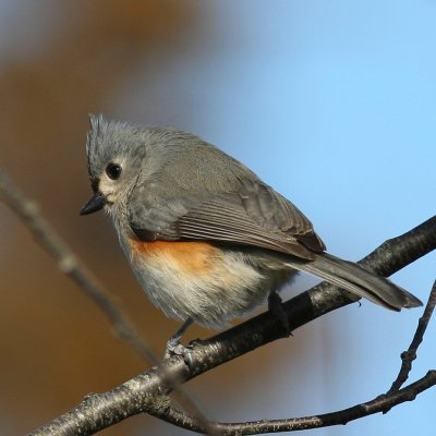 Tufted Titmouse