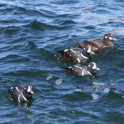 Harlequin Duck