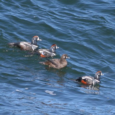 Harlequin Duck