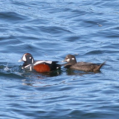 Harlequin Duck