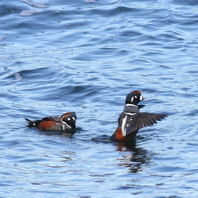 Harlequin Duck