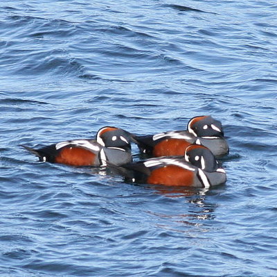 Harlequin Duck