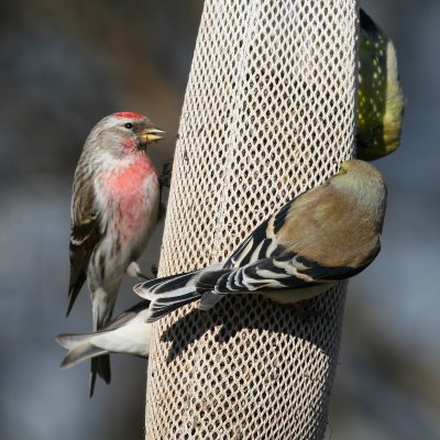 Common Redpoll ♂