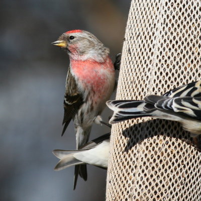 Common Redpoll ♂