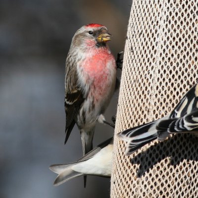 Common Redpoll ♂