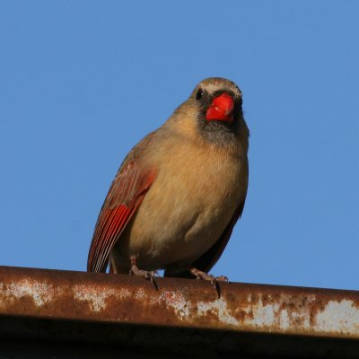 Northern Cardinal ♀