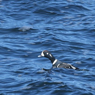 Harlequin Duck