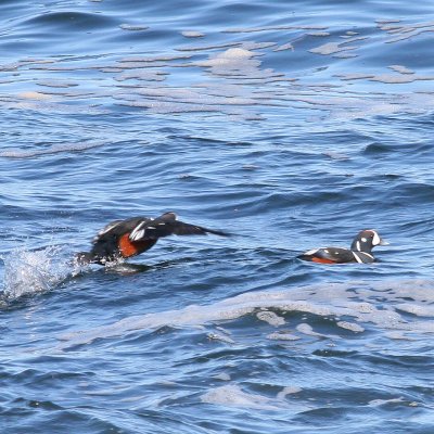 Harlequin Duck