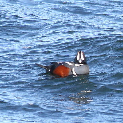 Harlequin Duck