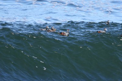 Harlequin Duck