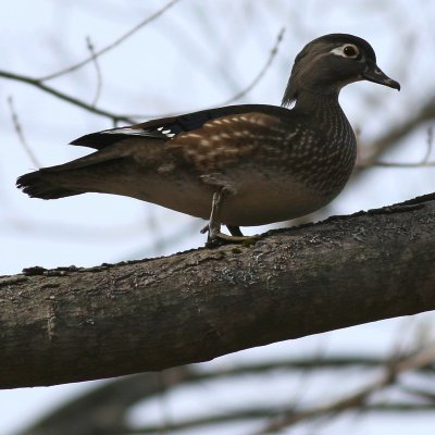 Wood Duck ♀